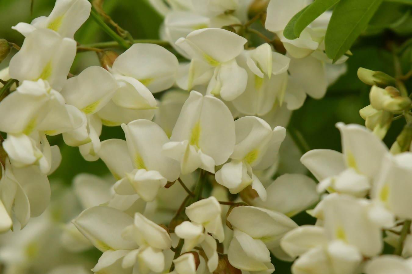 Danijel Mikolaj proljeće (19) Danijel Mikolaj proljeće (19)