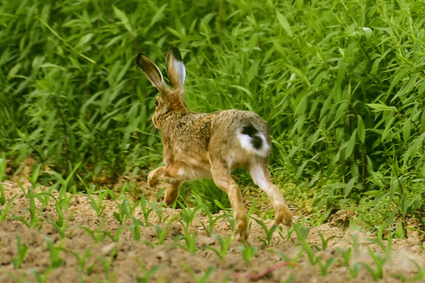 Danijel Mikolaj proljeće (20) Danijel Mikolaj proljeće (20)