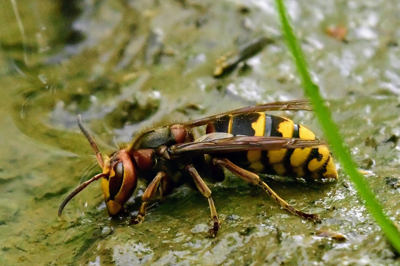 Danijel Mikolaj proljeće (21) Danijel Mikolaj proljeće (21)