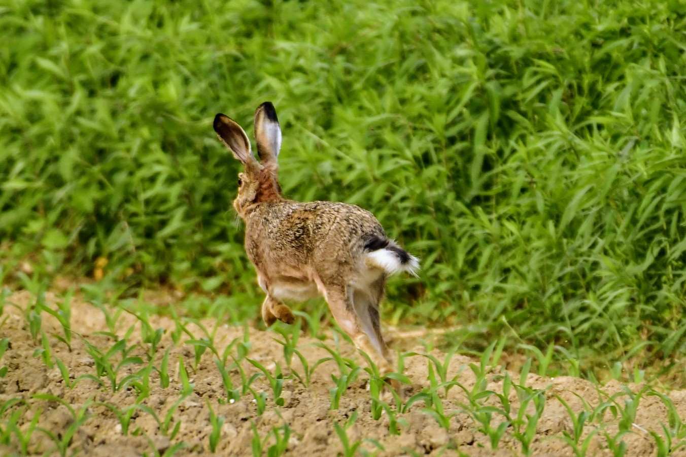 Danijel Mikolaj proljeće (22) Danijel Mikolaj proljeće (22)