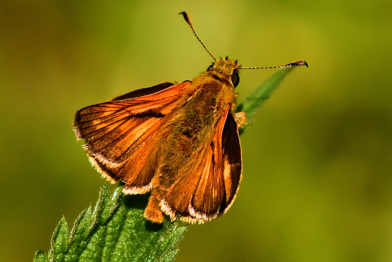 Danijel Mikolaj proljeće (23) Danijel Mikolaj proljeće (23)