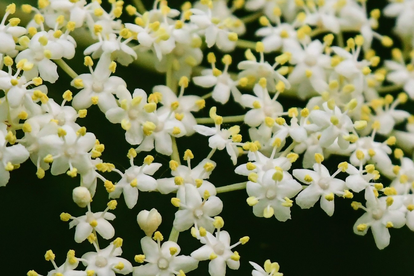 Danijel Mikolaj proljeće (4) Danijel Mikolaj proljeće (4)