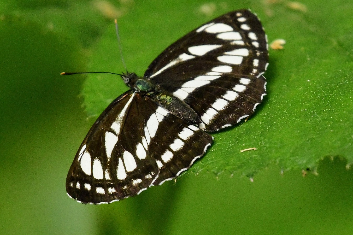 Danijel Mikolaj proljeće (5) Danijel Mikolaj proljeće (5)