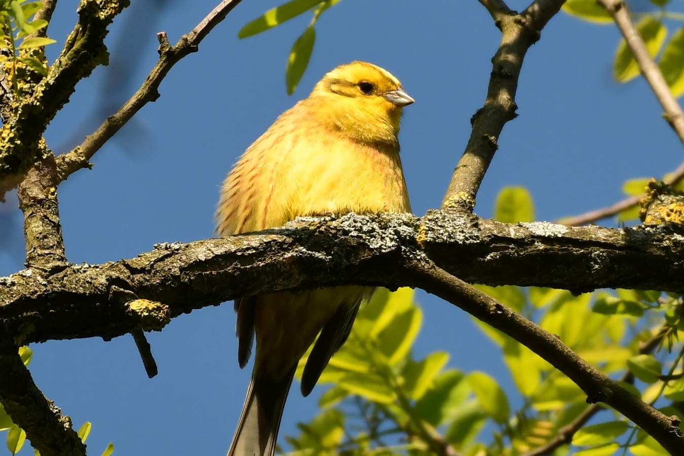 Danijel Mikolaj proljeće (7) Danijel Mikolaj proljeće (7)
