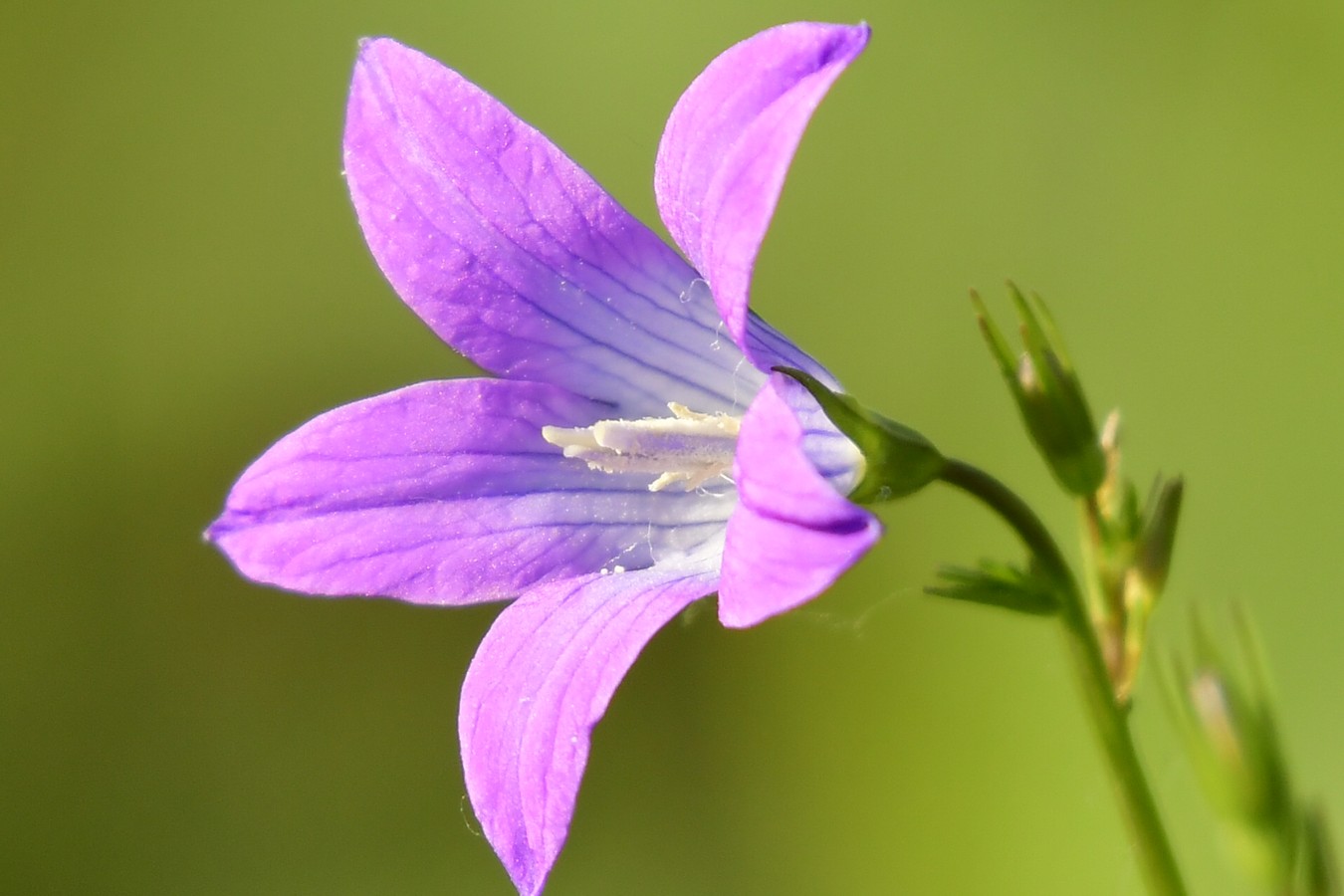 Danijel Mikolaj proljeće (8) Danijel Mikolaj proljeće (8)