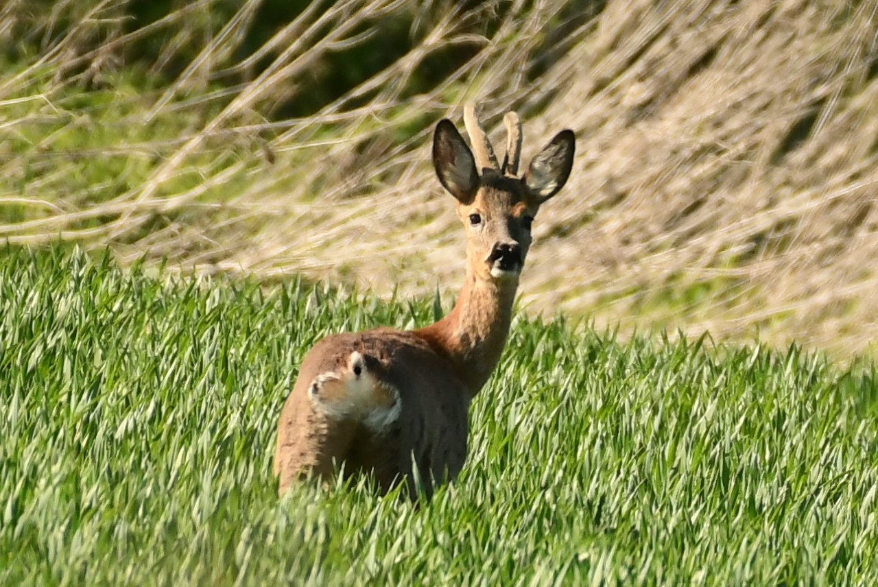 Danijel Mikolaj proljeće (9) Danijel Mikolaj proljeće (9)