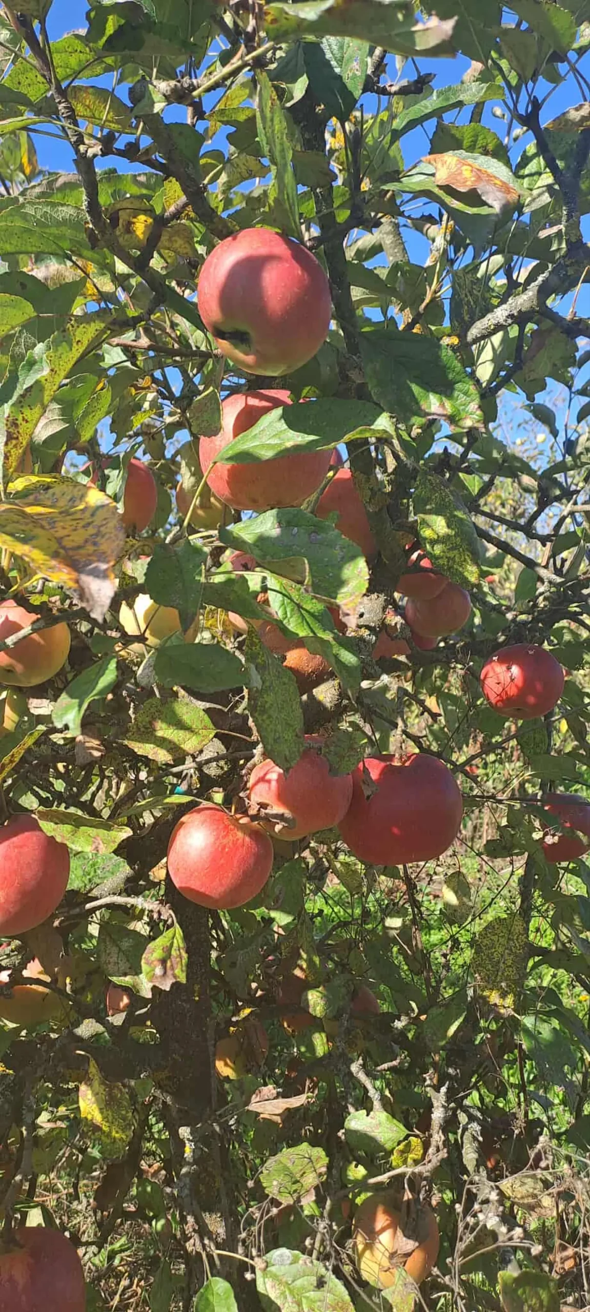 Dean i Natalija Hunjadi, Sveta Marija, jabuka (16)