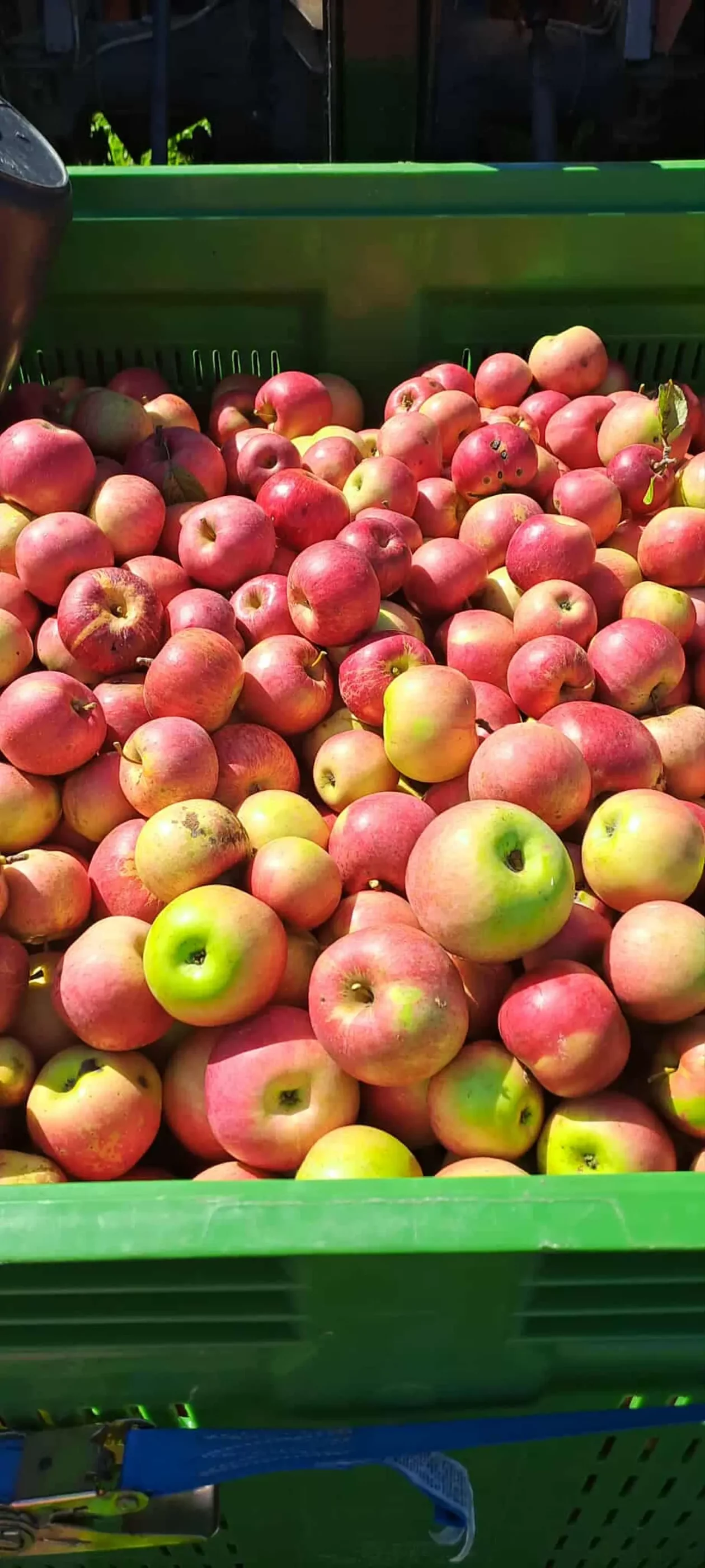 Dean i Natalija Hunjadi, Sveta Marija, jabuka (17) jabuke