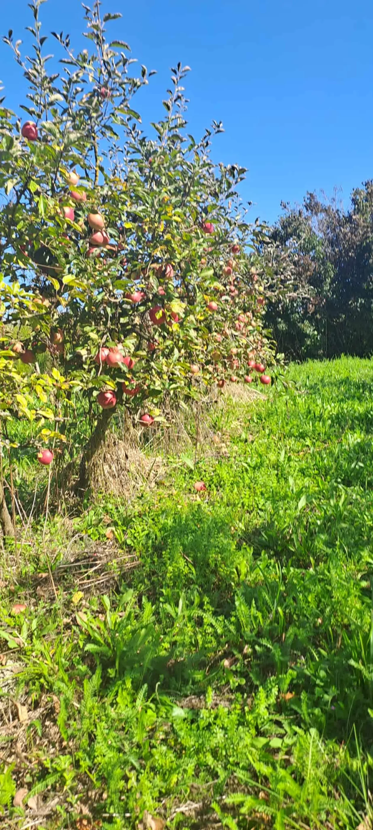 Dean i Natalija Hunjadi, Sveta Marija, jabuka (18)