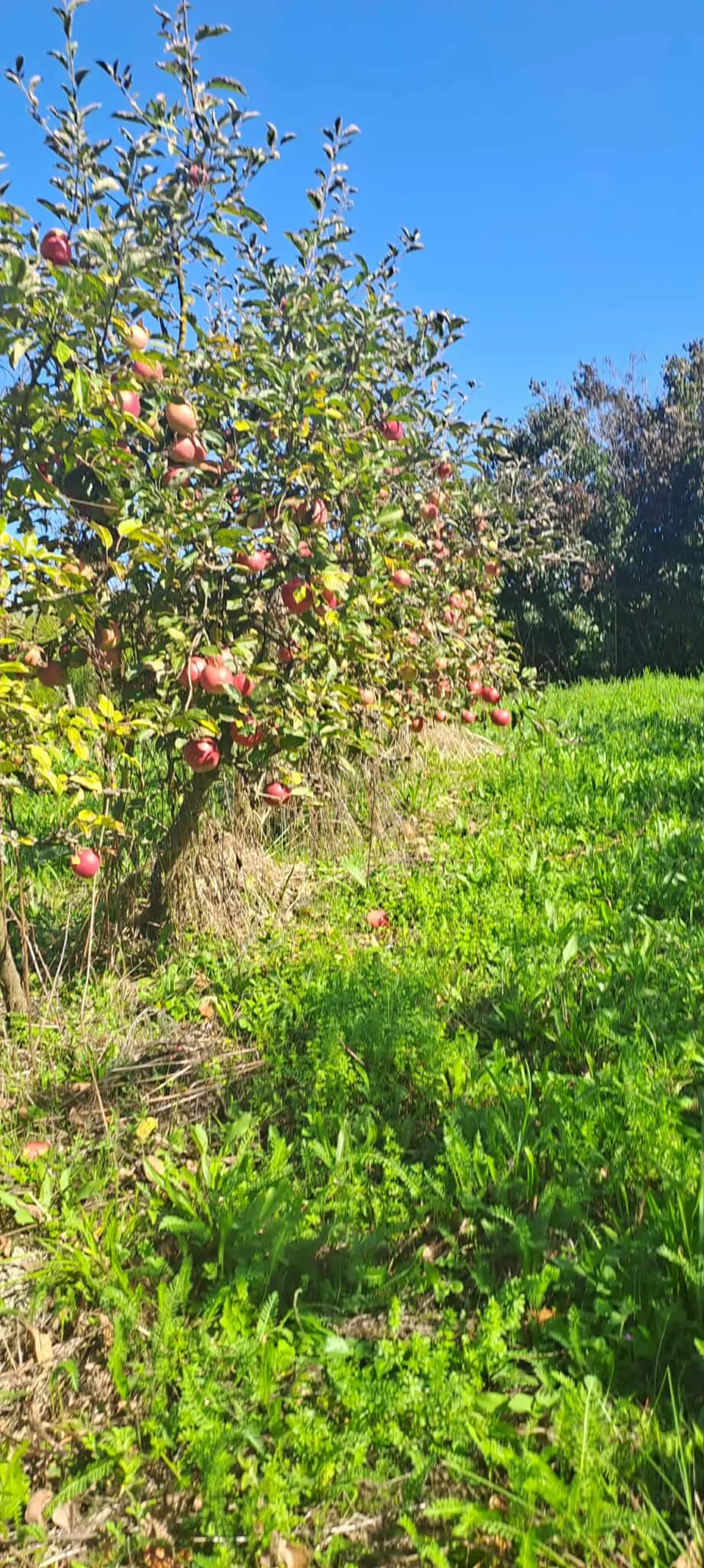 Dean i Natalija Hunjadi, Sveta Marija, jabuka (18)