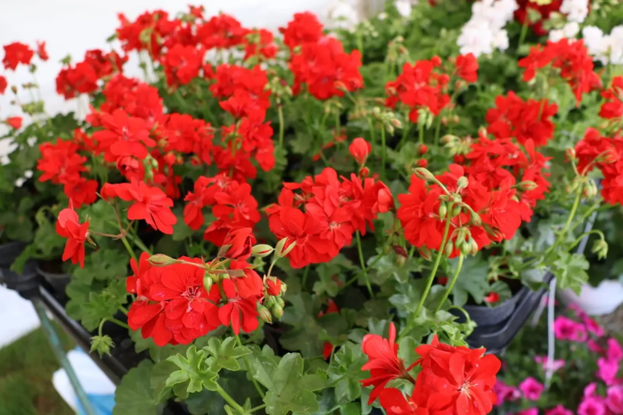 Dejan Novak Prelog (1)