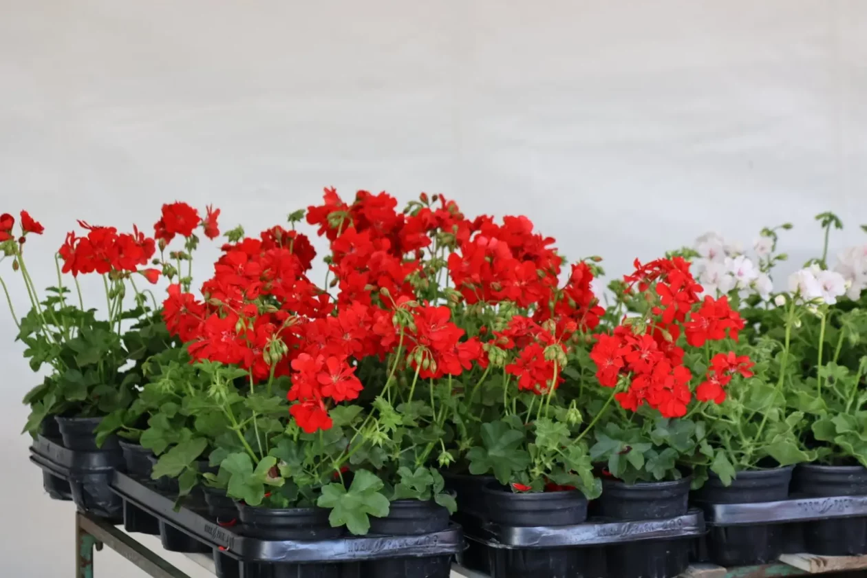 Dejan Novak Prelog (2)