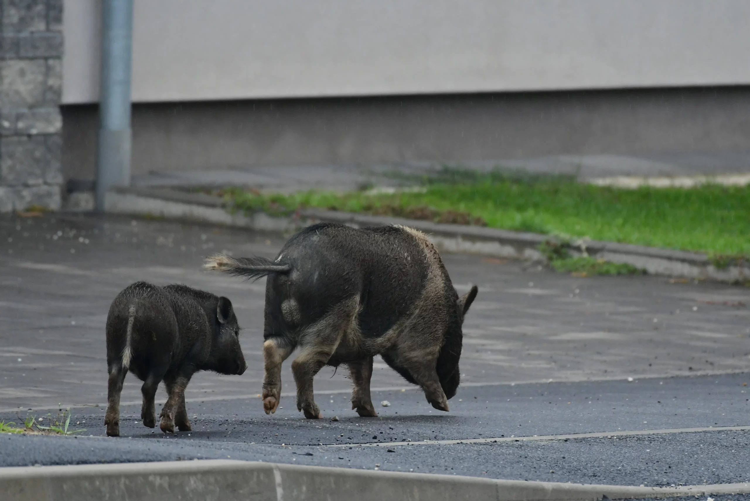Divlje svinje u Žiškovcu (1)