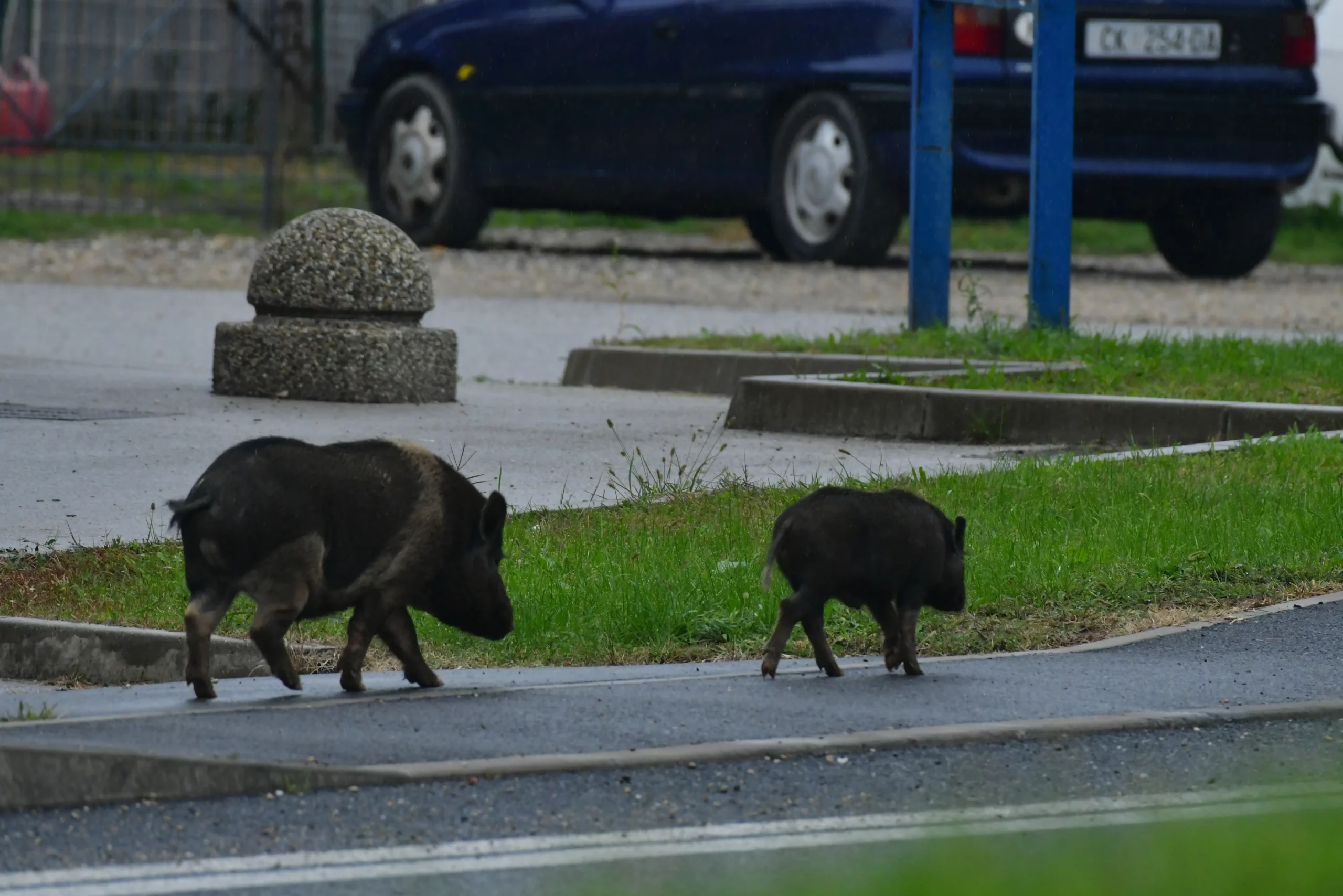 Divlje svinje u Žiškovcu (2)