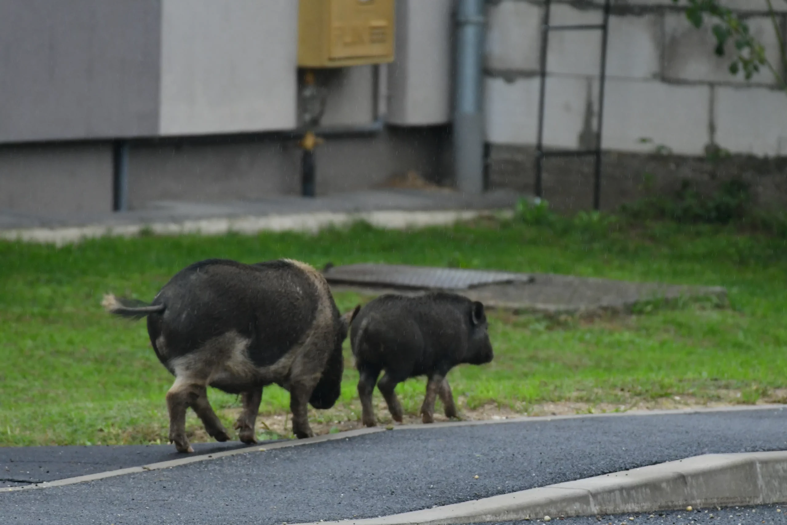 Divlje svinje u Žiškovcu (3)
