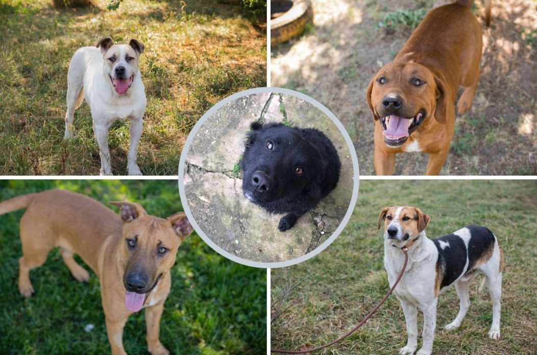 Sklonište za životinje azil Prijatelji volonteri (1)