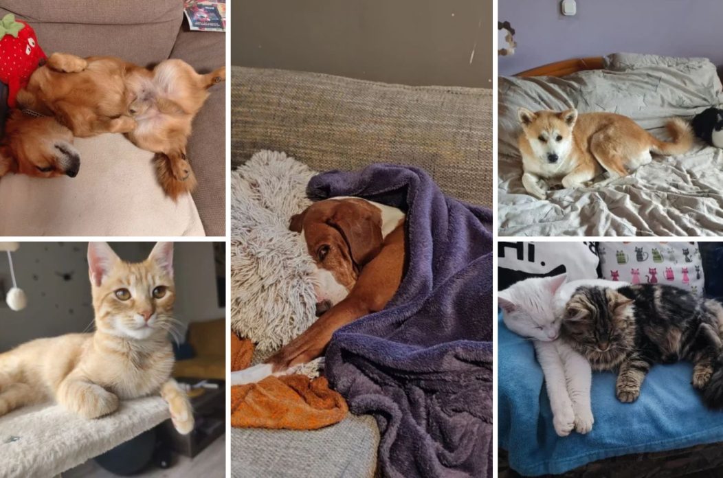 Foto čitatelja kućni ljubimci