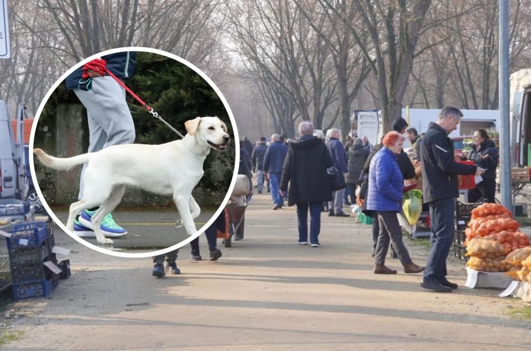 pas povodac sajam Dubravka Petric/PIXSELL