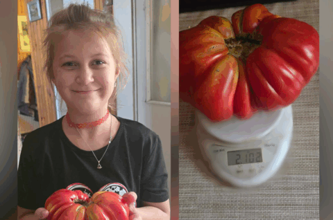 Mia Klaudija Živolić