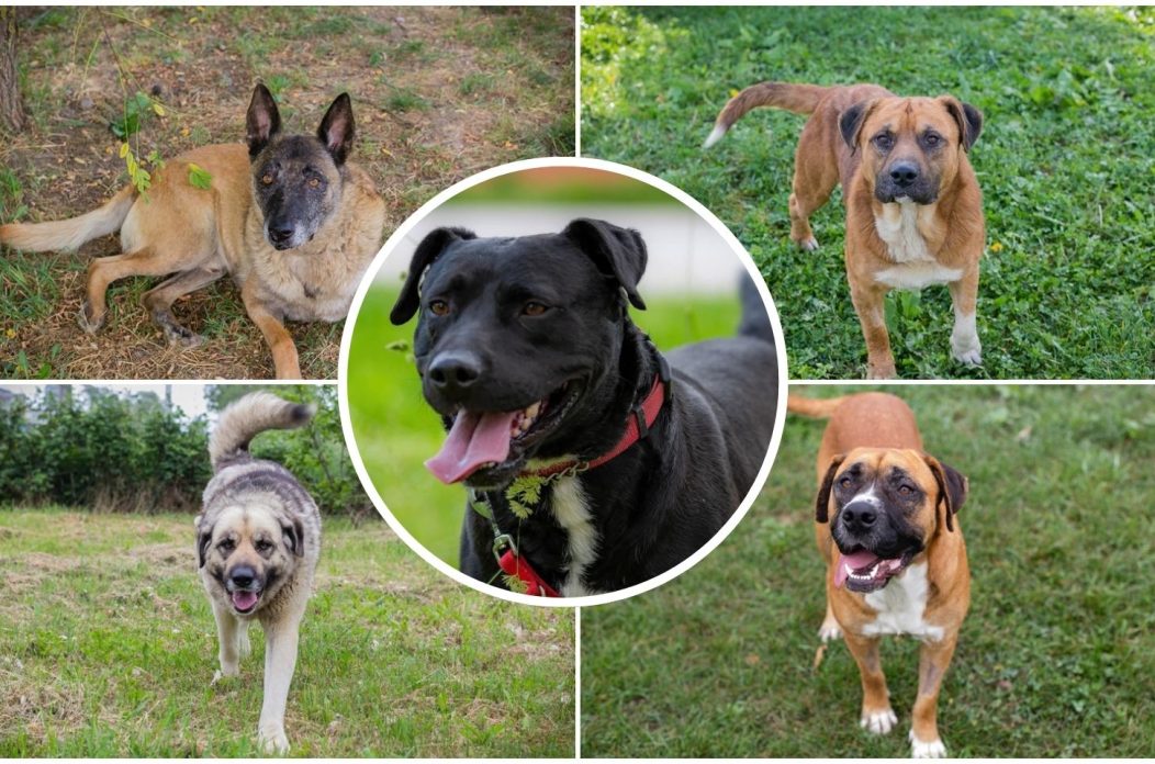 Sklonište za životinje Prijatelji – Čakovec