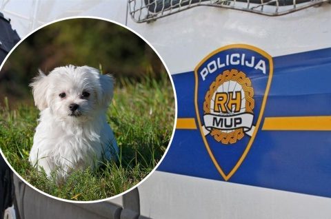 policija pas policija pas