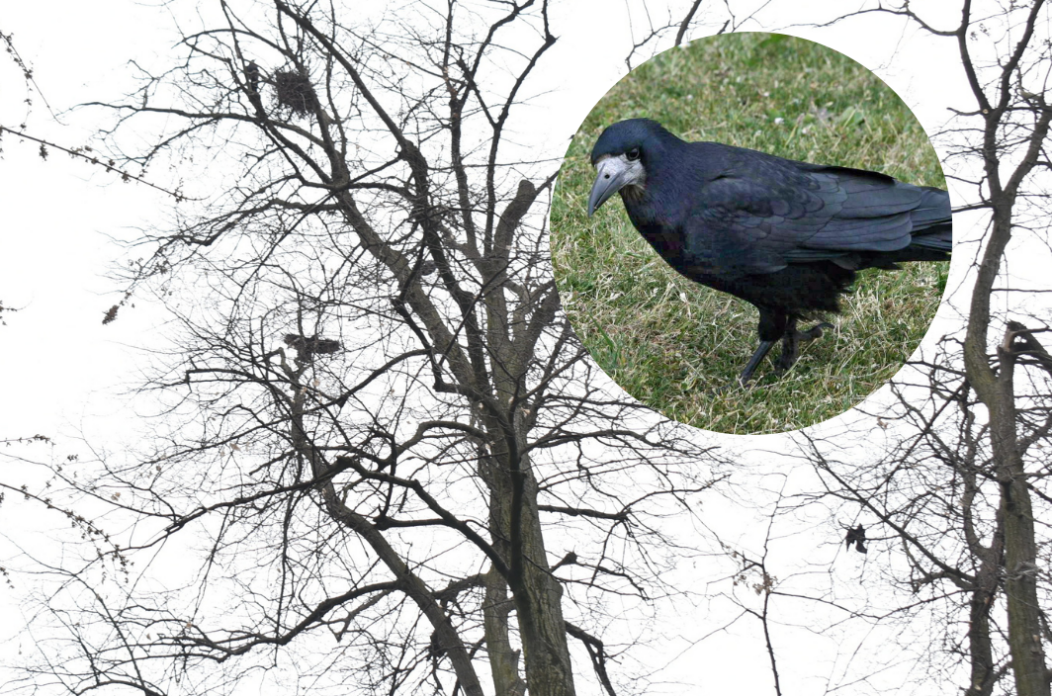 Dizajn bez naslova (70)