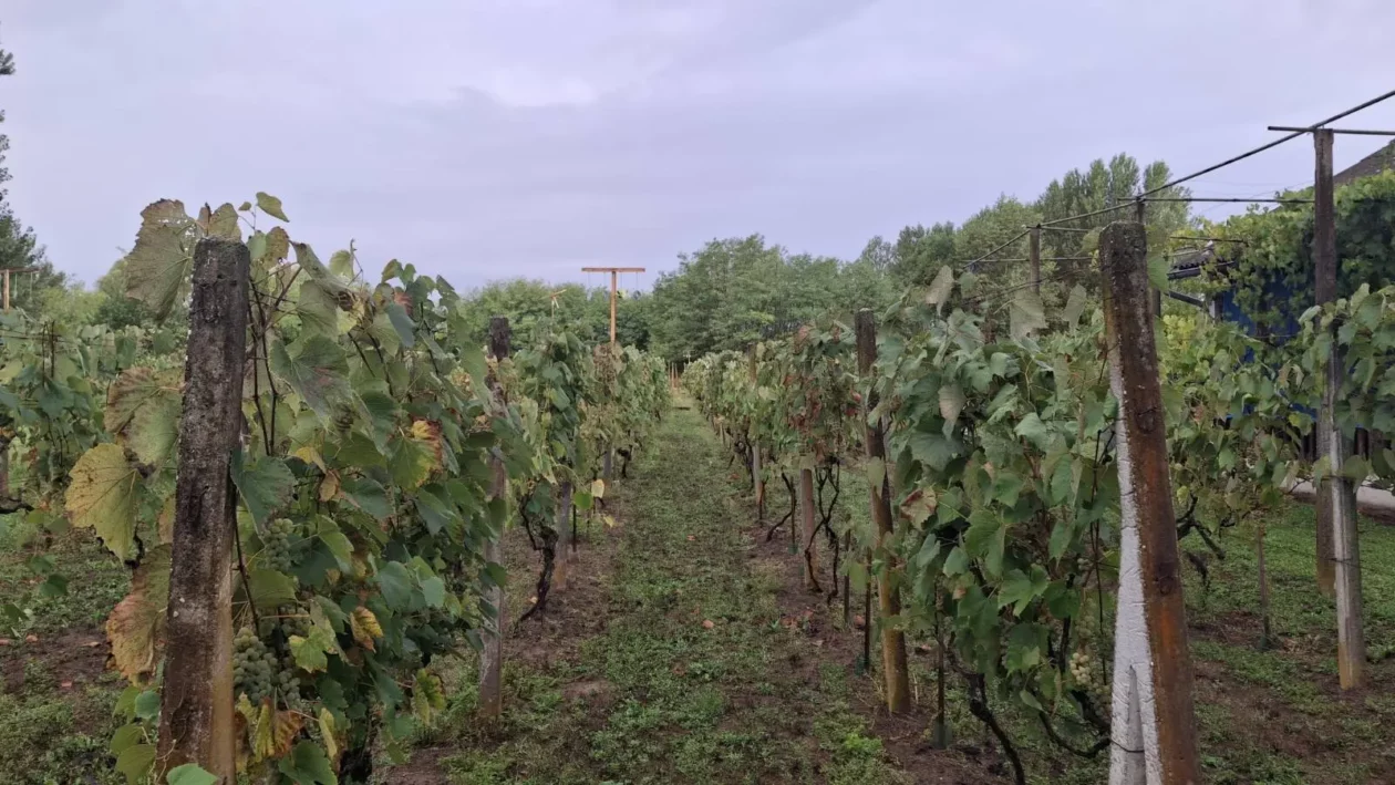 Dobravske gorice, Đurenko Strasse, Donja Dubrava, Vladimir Hajdinjak, Antun Benko (5) Dobravske gorice, Đurenko Strasse, Donja Dubrava, Vladimir Hajdinjak, Antun Benko (5)