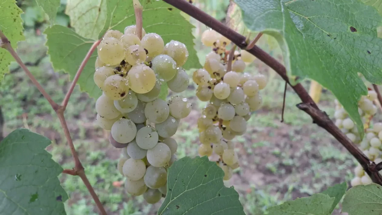 Dobravske gorice, Đurenko Strasse, Donja Dubrava, Vladimir Hajdinjak, Antun Benko (7) Dobravske gorice, Đurenko Strasse, Donja Dubrava, Vladimir Hajdinjak, Antun Benko (7)