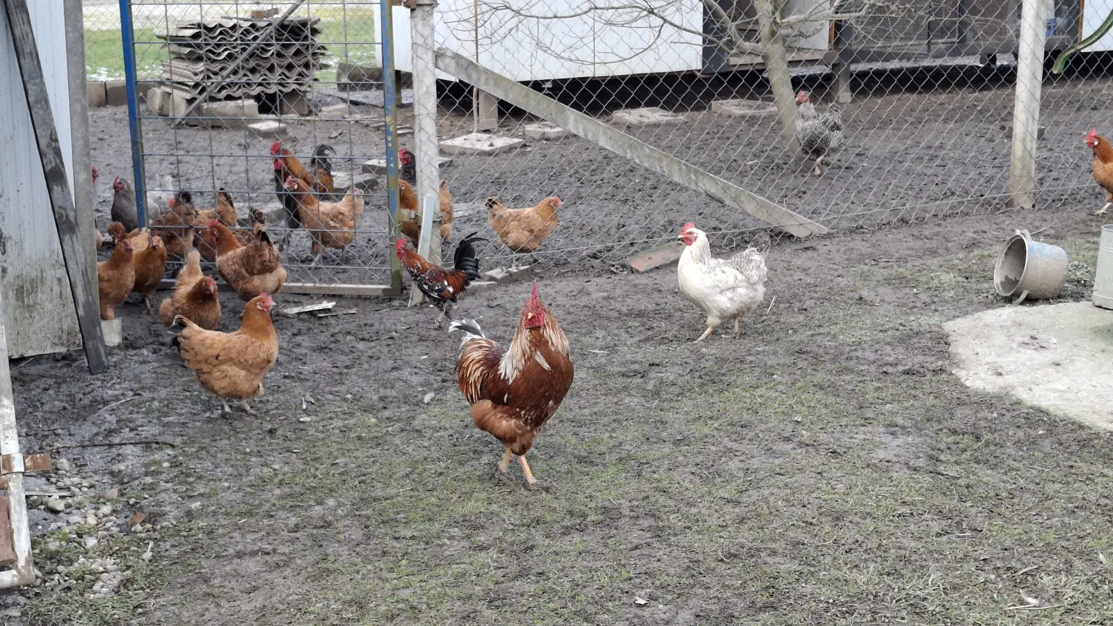 Domagoj Žeželj, Draškovec, male životinje (10)