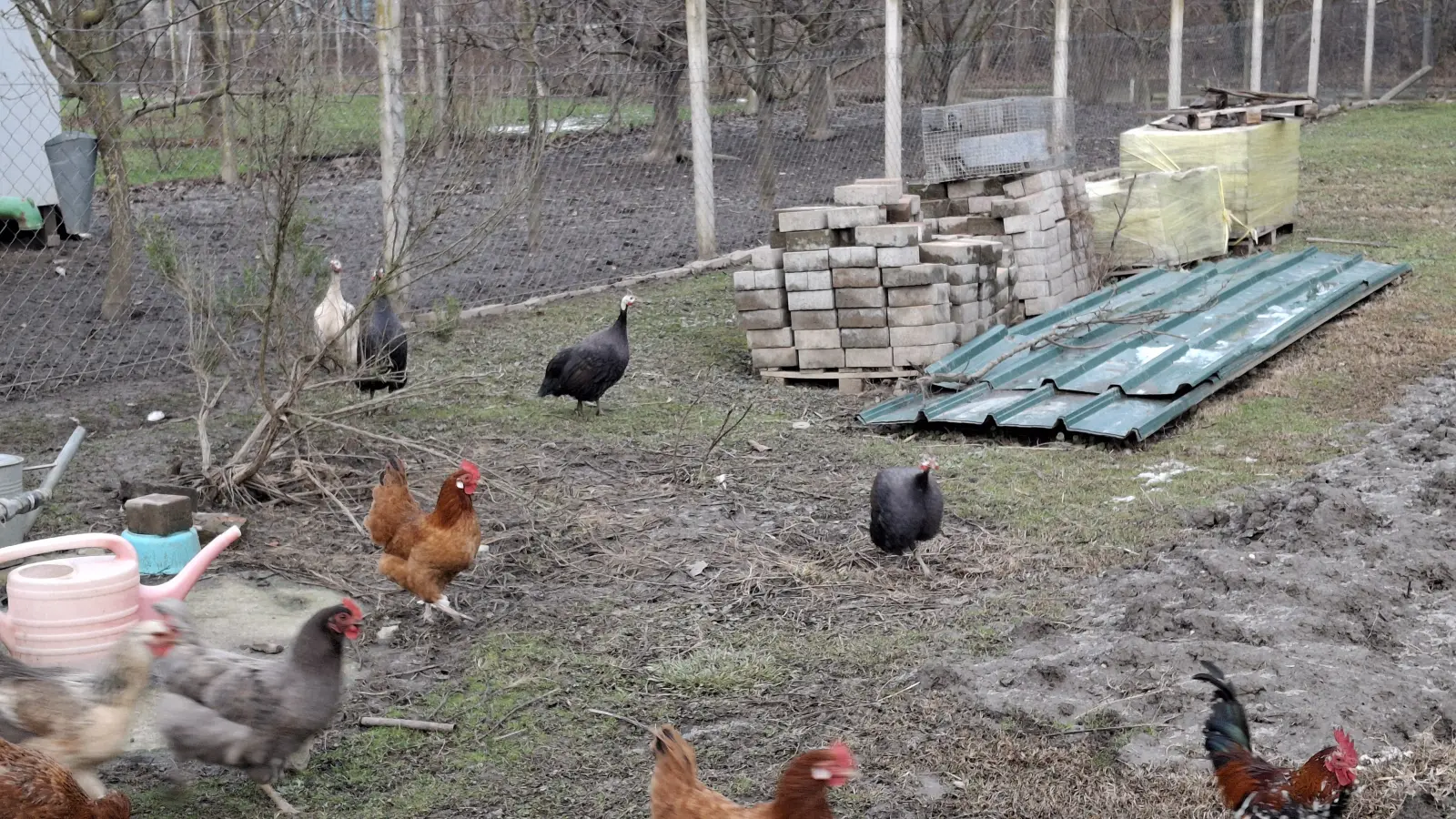Domagoj Žeželj, Draškovec, male životinje (11)