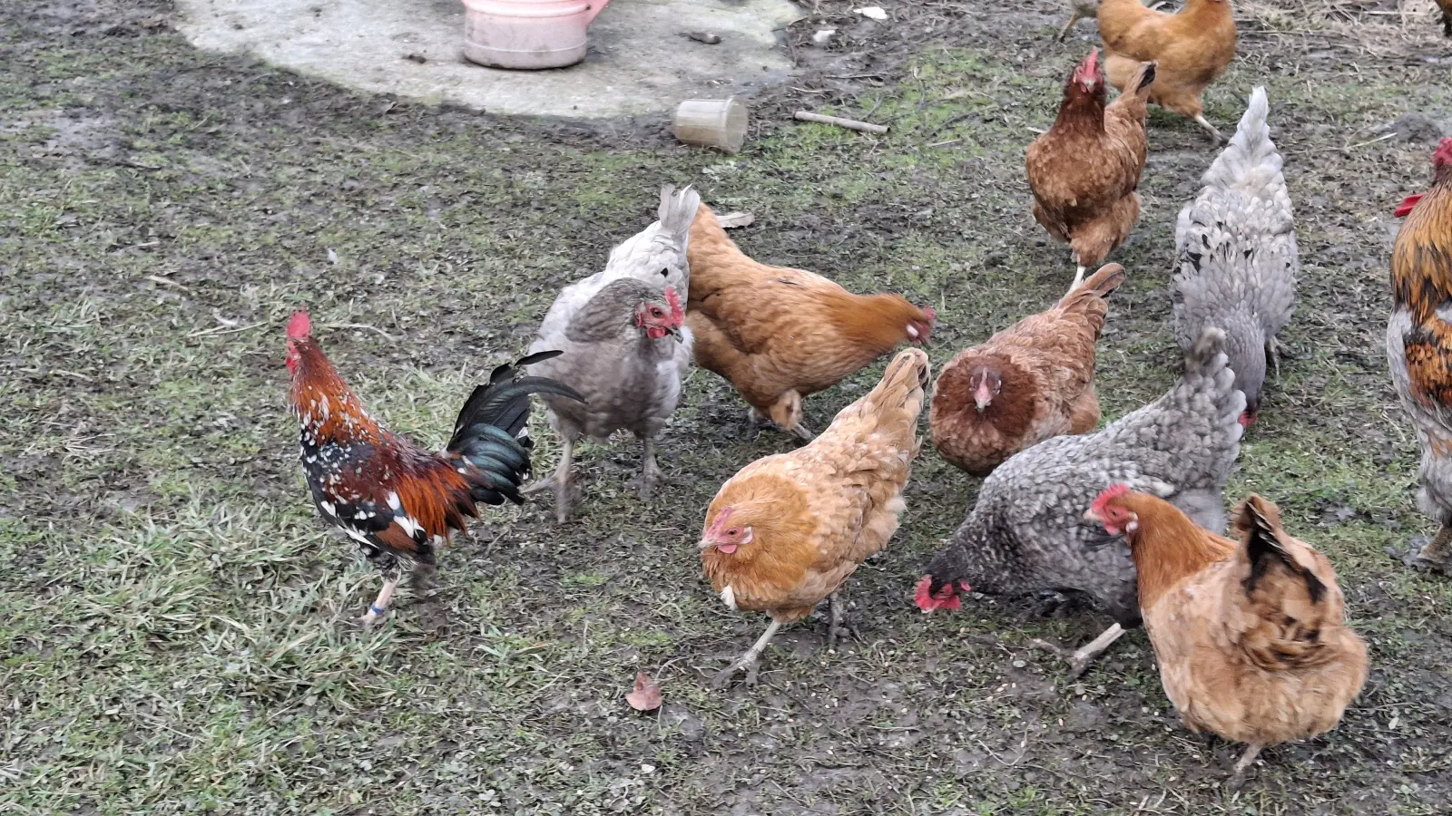 Domagoj Žeželj, Draškovec, male životinje (12)