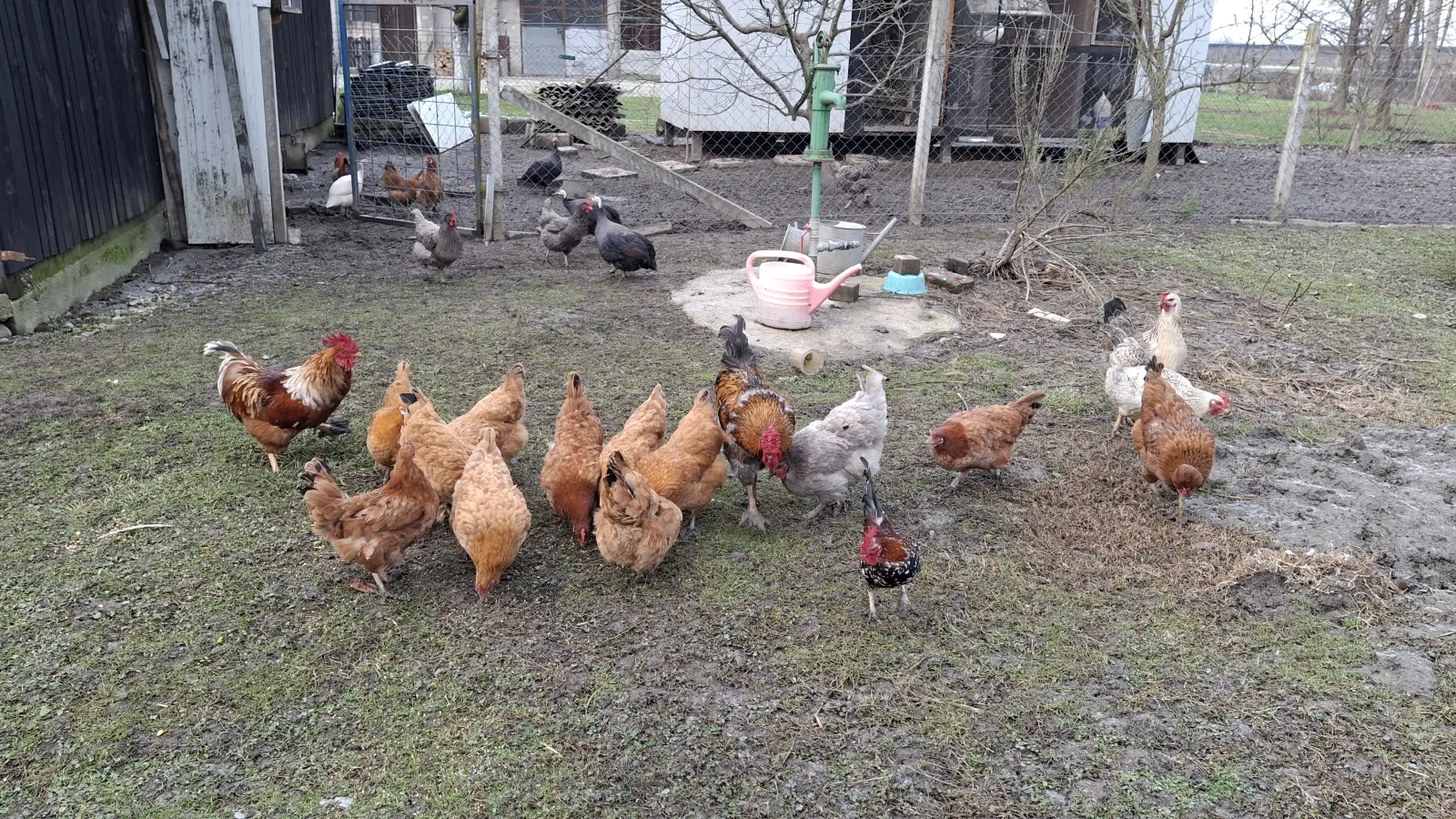 Domagoj Žeželj, Draškovec, male životinje (14)