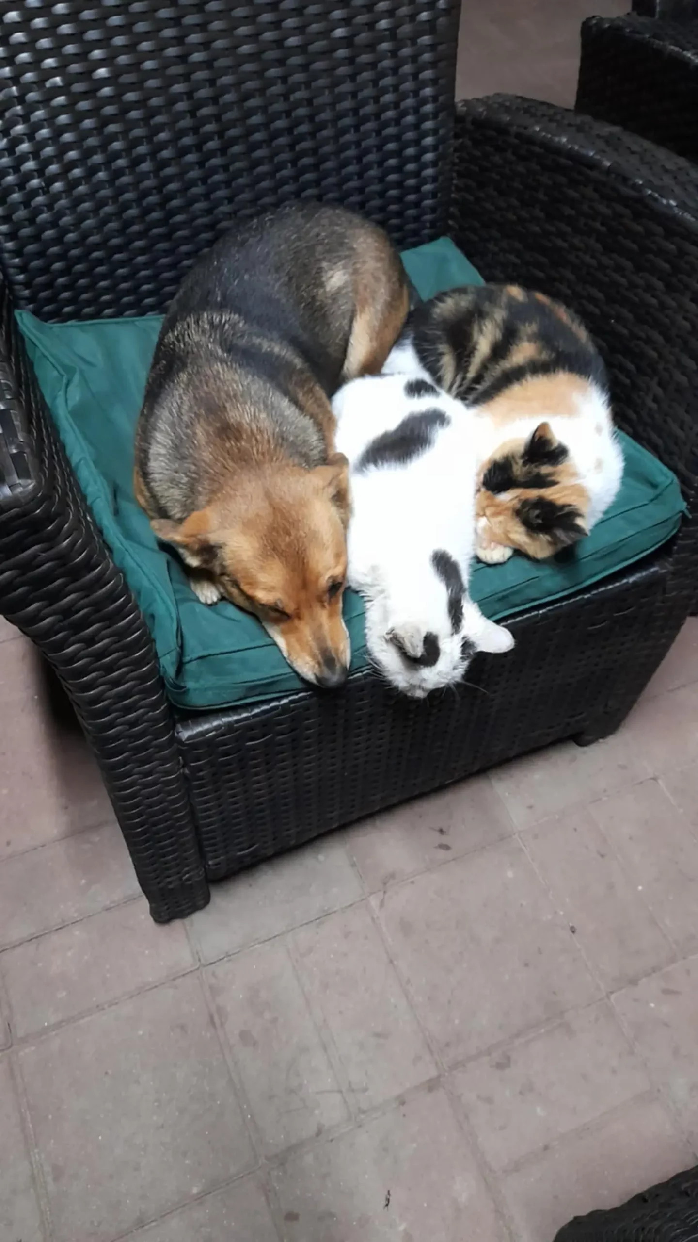 Domagoj Žeželj, Draškovec, male životinje (17)