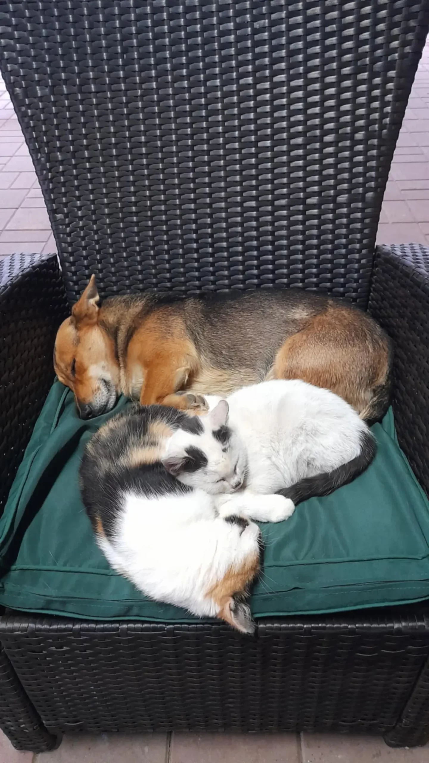 Domagoj Žeželj, Draškovec, male životinje (18)