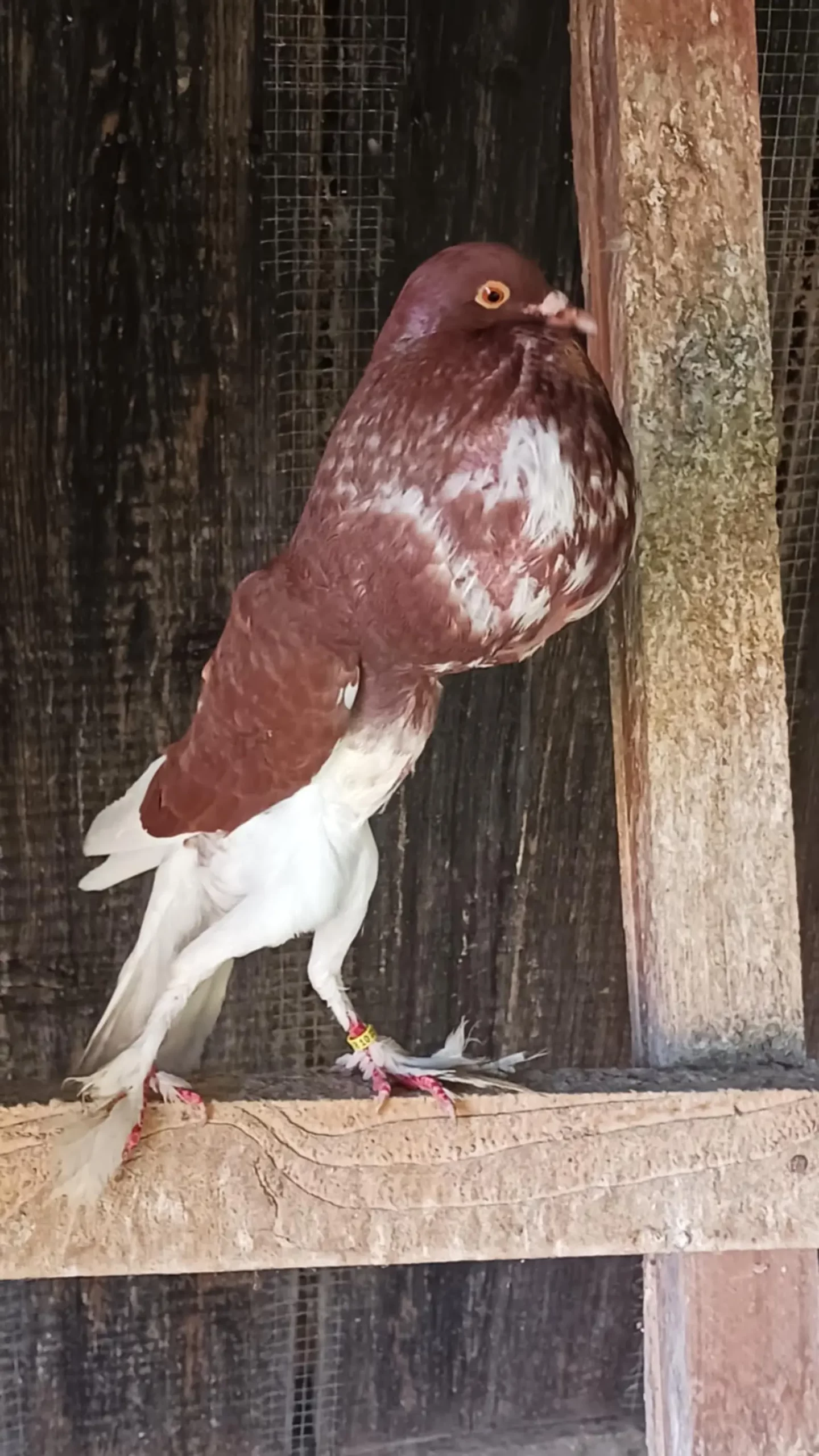 Domagoj Žeželj, Draškovec, male životinje (19)