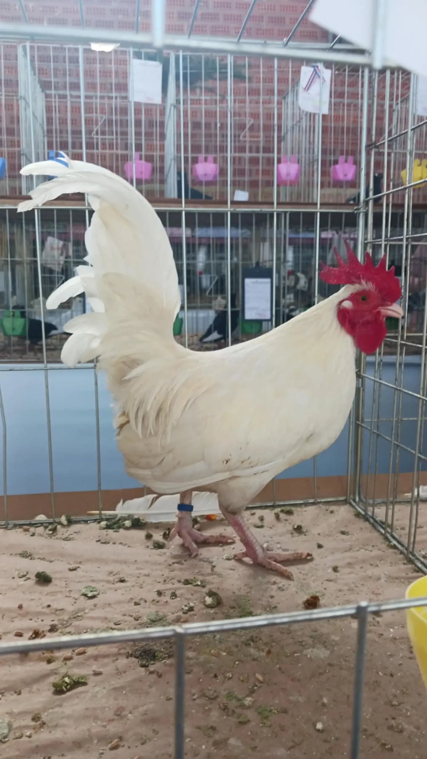 Domagoj Žeželj, Draškovec, male životinje (21)