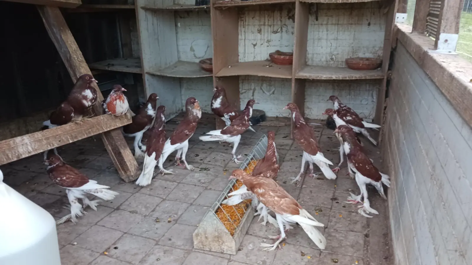 Domagoj Žeželj, Draškovec, male životinje (23)