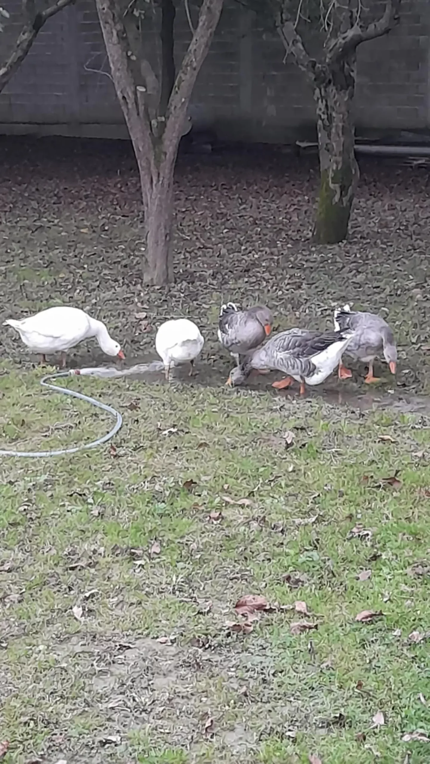 Domagoj Žeželj, Draškovec, male životinje (24)