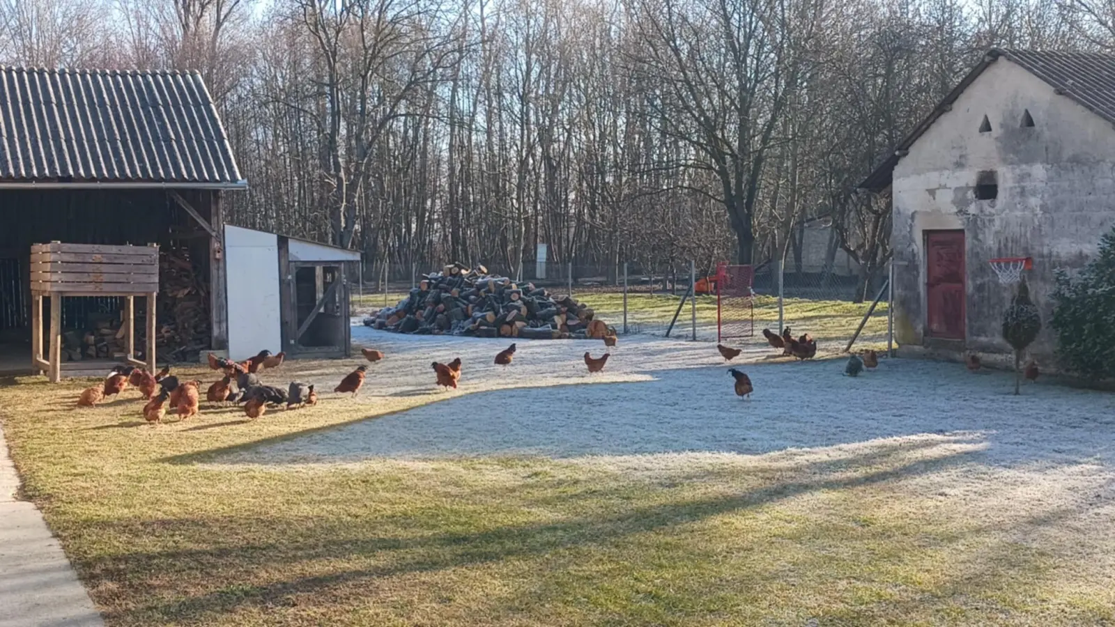 Domagoj Žeželj, Draškovec, male životinje (25)