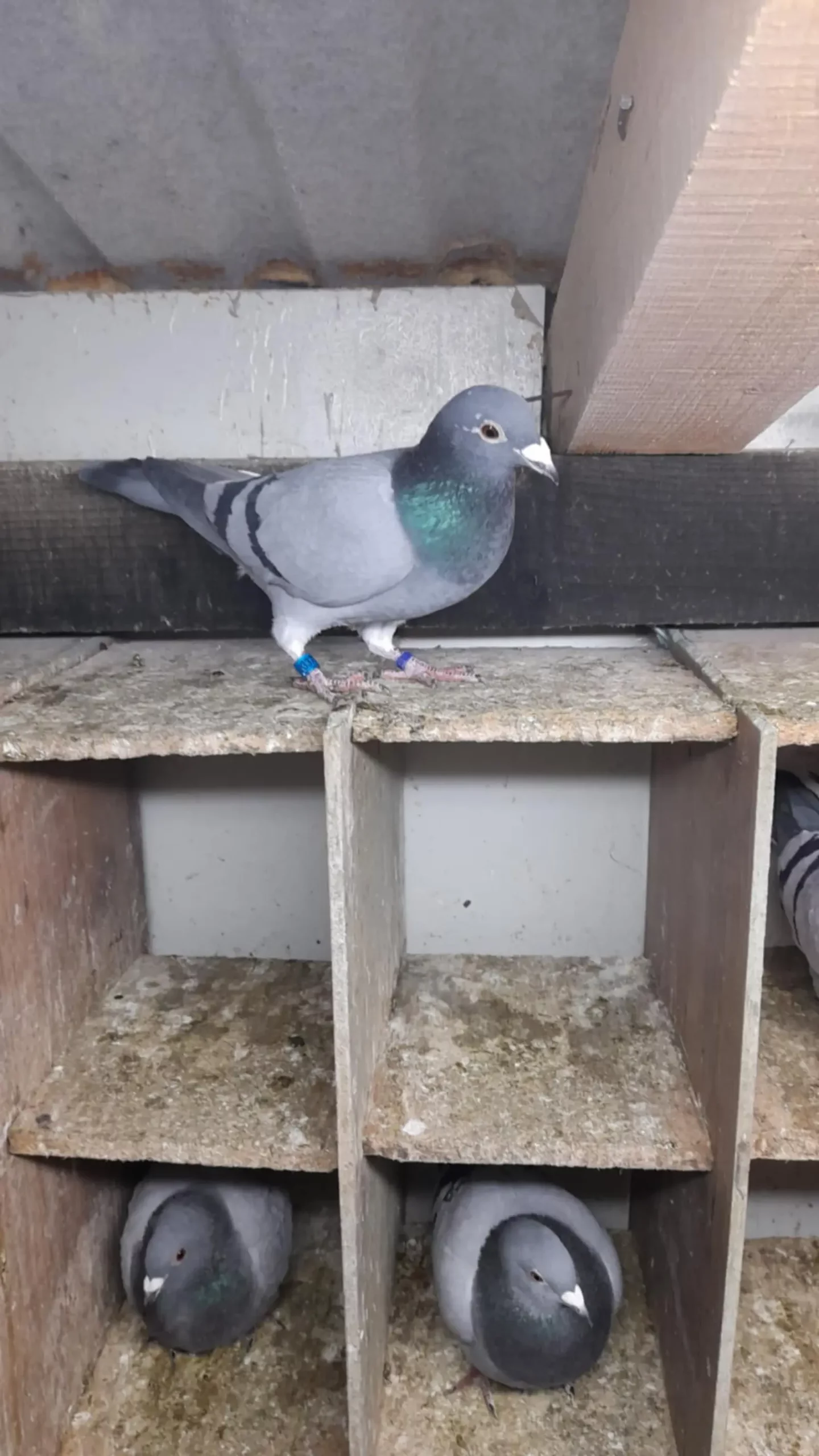 Domagoj Žeželj, Draškovec, male životinje (26)