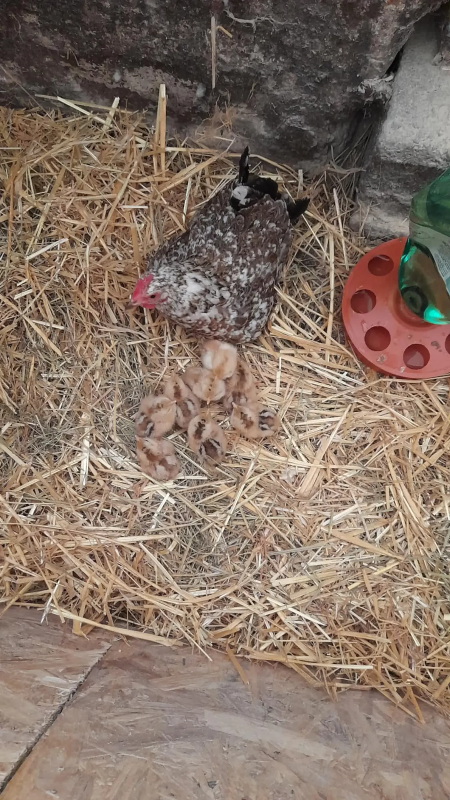 Domagoj Žeželj, Draškovec, male životinje (27)