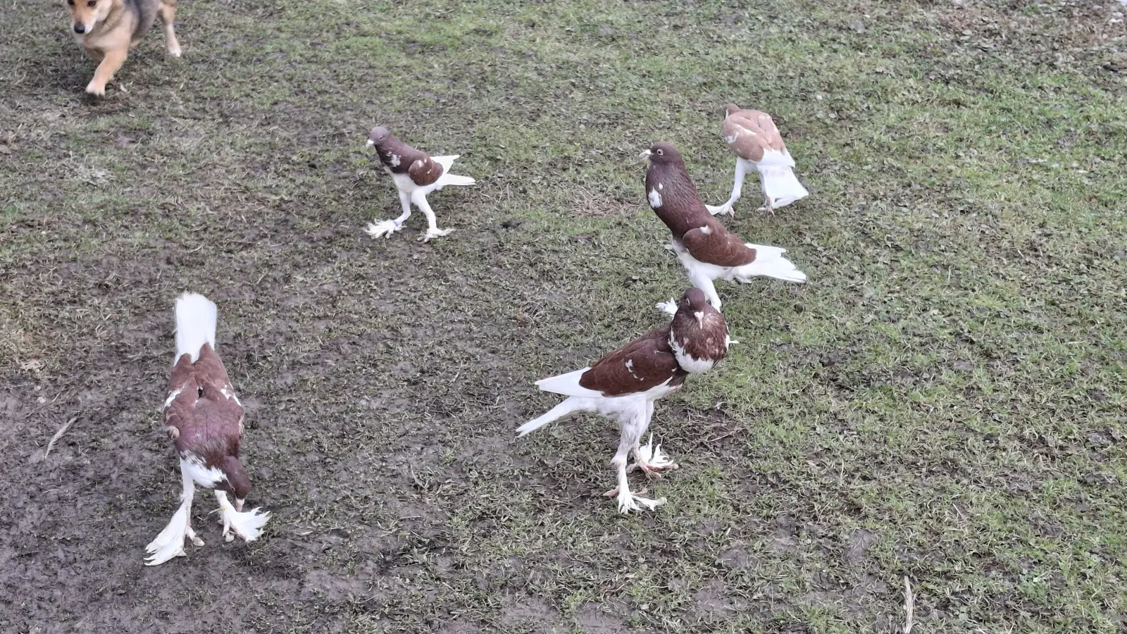 Domagoj Žeželj, Draškovec, male životinje (4)