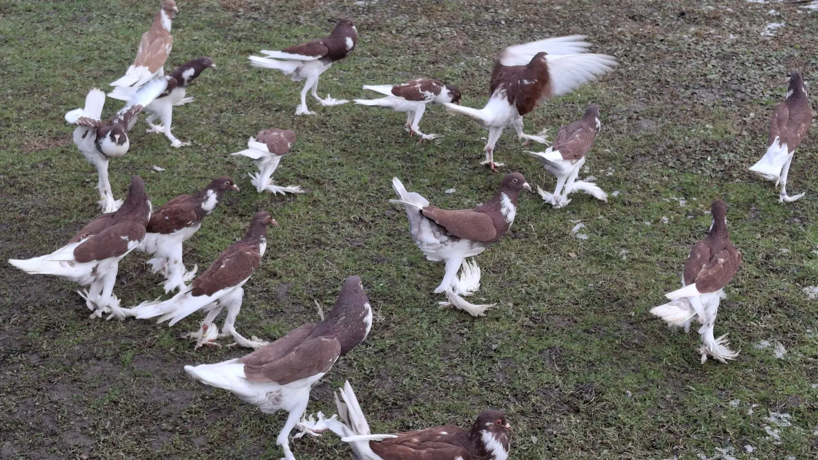 Domagoj Žeželj, Draškovec, male životinje (5)