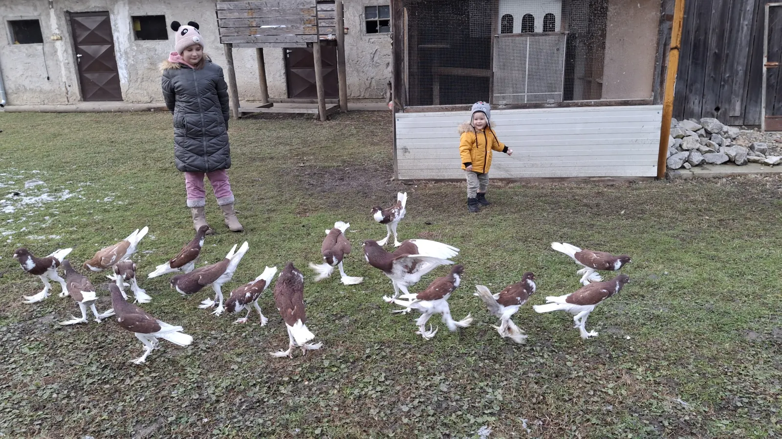 Domagoj Žeželj, Draškovec, male životinje (6)