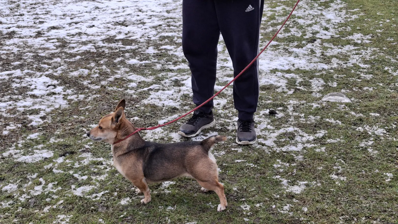 Domagoj Žeželj, Draškovec, male životinje (8)