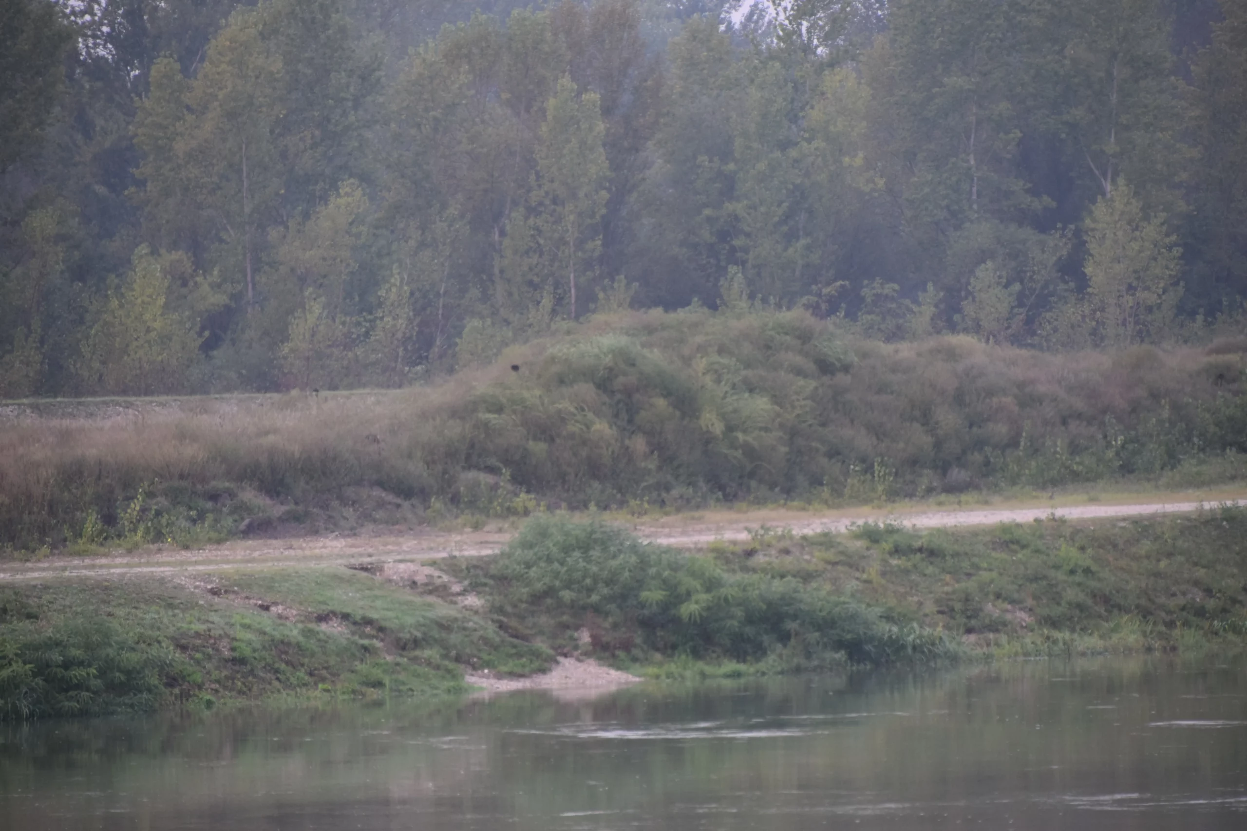 Donja Dubrava, ambrozija (1)