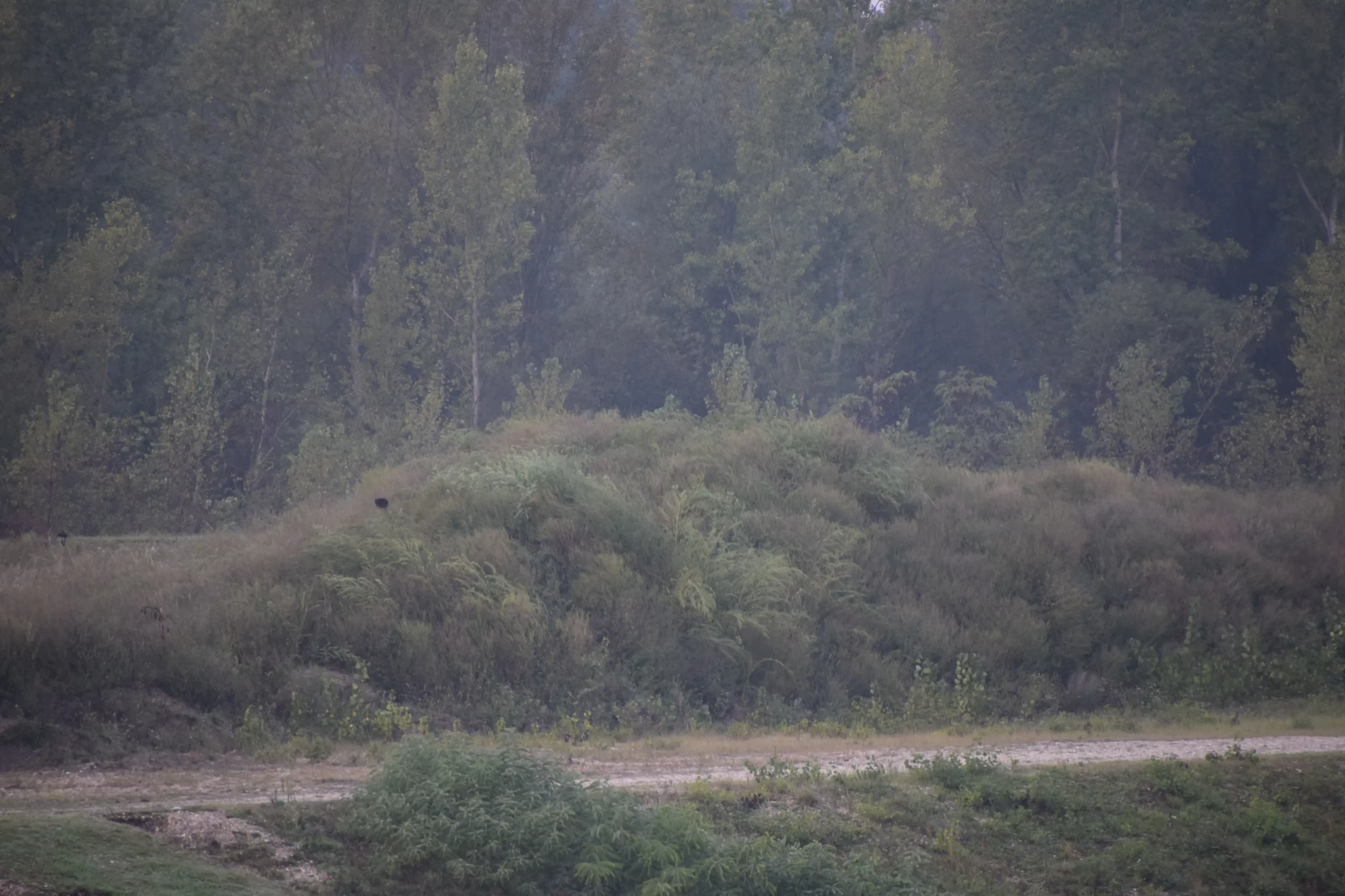 Donja Dubrava, ambrozija (3)