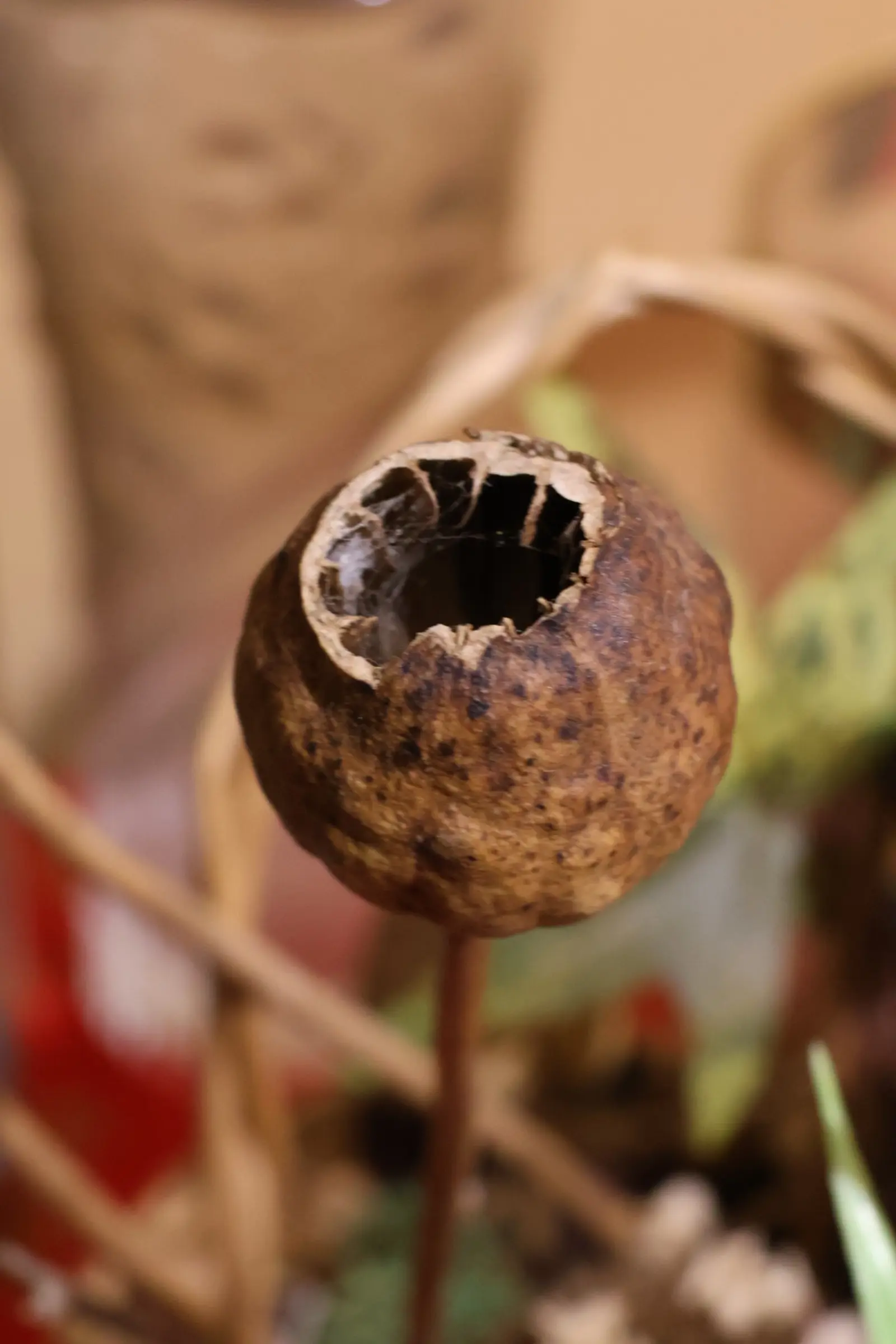 Donji Vidovec, Noć muzeja 2026 (53) Donji Vidovec, Noć muzeja 2026 (53)