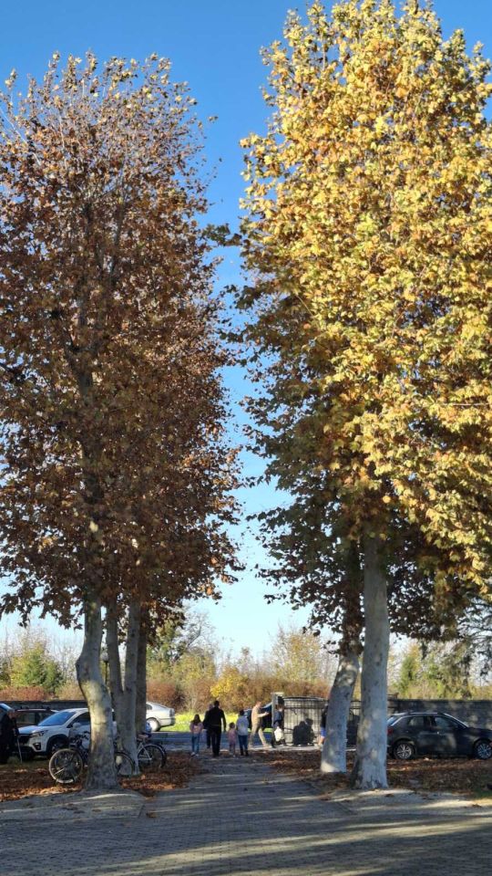 Draškovec groblje svi sveti 2025 (13)