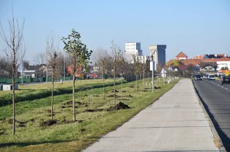 Drvored, Sajmišna ulica (3) Drvored, Sajmišna ulica (3)